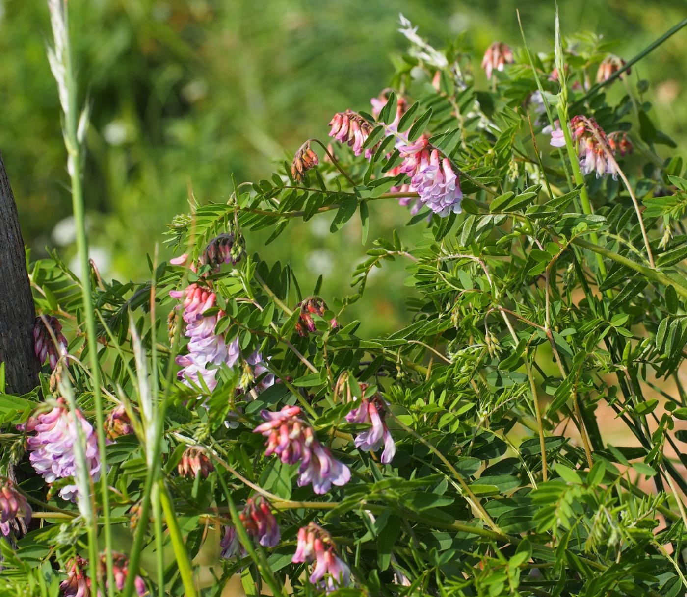 Vetch, Bitter plant